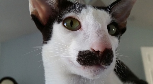Il gatto con i baffi diventa una star: Stache entusiasma il popolo del web