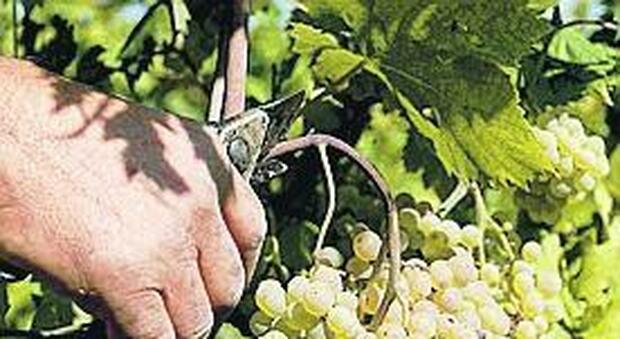 Biodigestore a Chianche, la rabbia dei viticoltori
