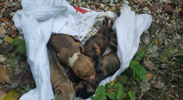 Cercano tartufi nei boschi e salvano 4 cuccioli di cane chiusi nel sacco dell'immondizia