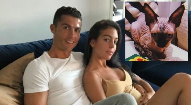 Cristiano Ronaldo, il gatto di CR7 Georgina investito da un'auto: «Un mese e mezzo in terapia intensiva»