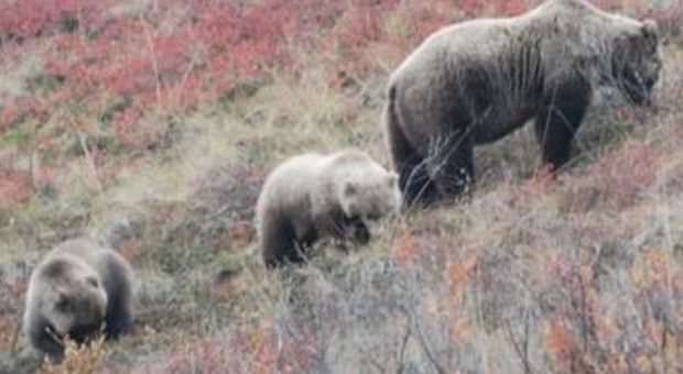 Yellowstone, uccisa l'orsa che aveva sbranato un turista nascondendo i resti per sfamare i cuccioli