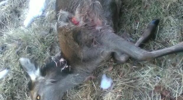 Il cervo morto: per recuperarlo un cacciatore ha sfondato il cancello di una proprietà privata