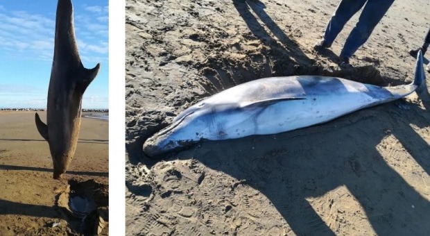 Delfino di 250 chili con un grosso taglio muore spiaggiato: i veterinari stabiliranno le cause del decesso