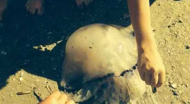 A caccia del selfie con la medusa gigante