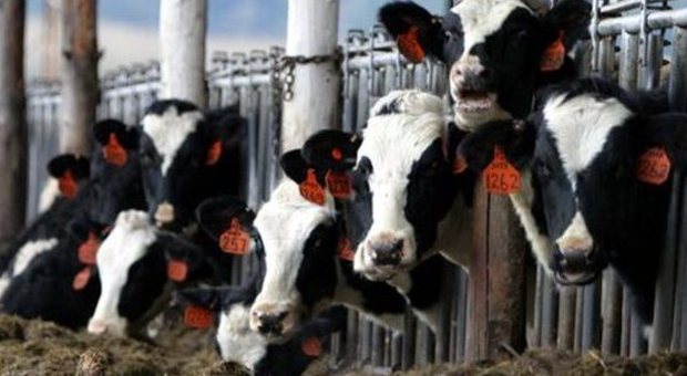 Sospetto caso di mucca pazza a Reggio Emilia: muore 53enne