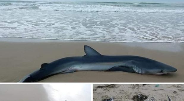 Lo squalo rinvenuto sulla spiaggia