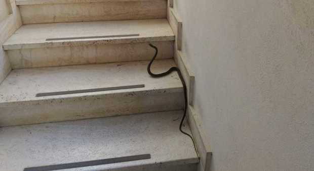 Sulle scale del palazzo spunta un serpente: fuggi fuggi dalle case