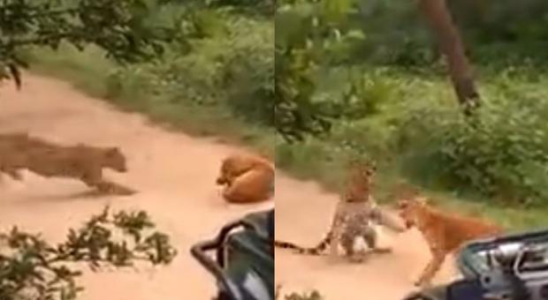 Il leopardo prova ad attaccare un cane, ecco come va a finire