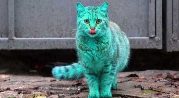 Gatto verde sulle rive del Mar Nero, il mistero del felino che piacerebbe a Emir Kusturica