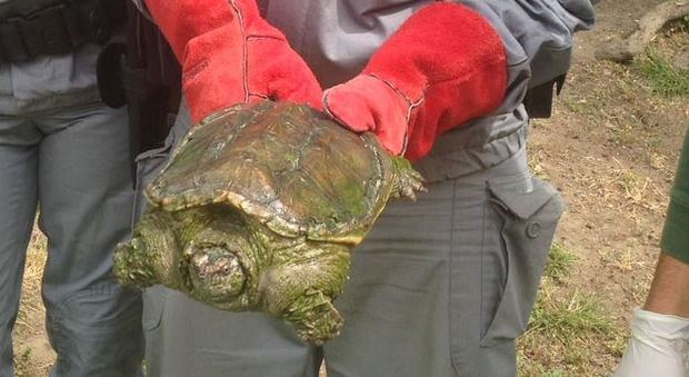 Tartaruga azzannatrice abbandonata in una villa: è la seconda in un mese nello stesso luogo