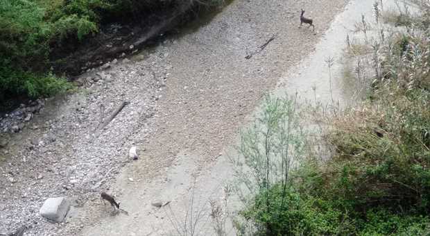 Ascoli, la natura torna nella città in quarantena: i caprioli si abbeverano sul torrente Chiaro