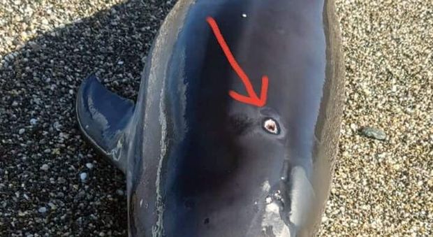 Pescatori in rivolta alle Isole Eolie: "I delfini mangiano il nostro pesce". Esemplare trovato con un foro in testa