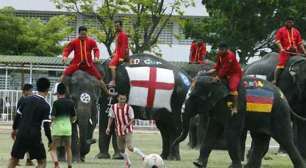 Un partita a calcio tra elefanti, in Thailandia, per festeggiare l'inizio dei mondiali