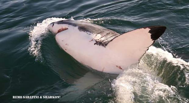 Tagliano le pinne agli squali vivi, marinai e peschereccio italiano fermati in Sierra Leone: "Illegale nella Ue"