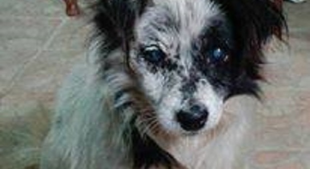 Cane abbandonato: è cieco in attesa di una nuova famiglia