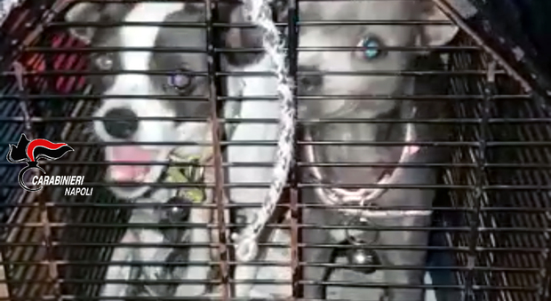 Piano di Sorrento, cani abbandonati in garage: commerciante denunciato