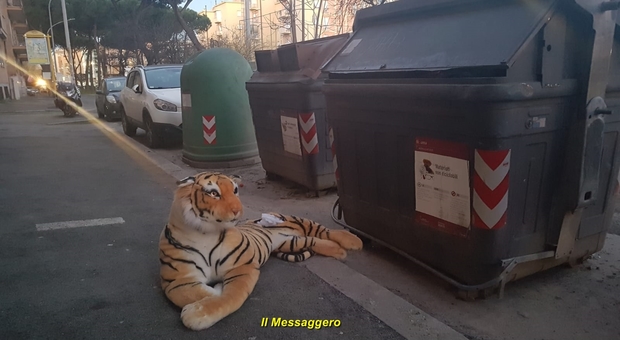 Roma sud choc: «Aiuto, c'è una tigre davanti al cassonetto», il tam tam corre sui social