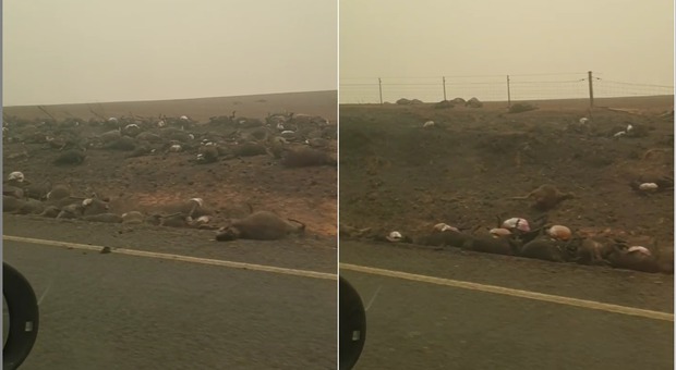 Centinaia di animali morti bruciati lungo le strade. (immagini pubblicate da The 'new' Batlow Hotel su Facebook)