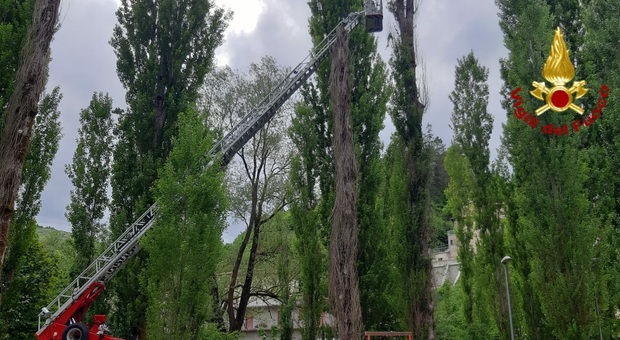 A Borbona abbattuti tre pioppi che minacciavano di cadere nell'area di un parco pubblico
