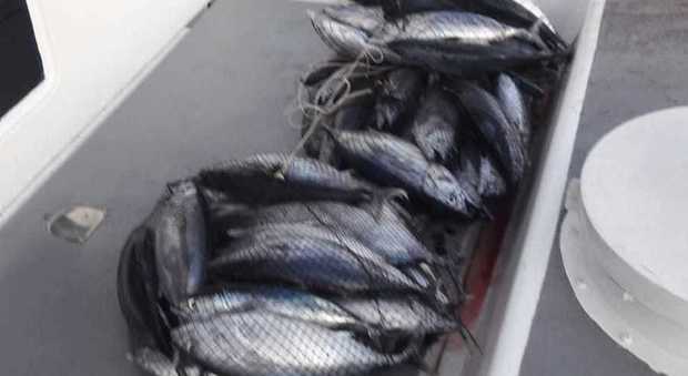 Recuperati 120 chili di tonno rosso al largo della Costiera Amalfitana