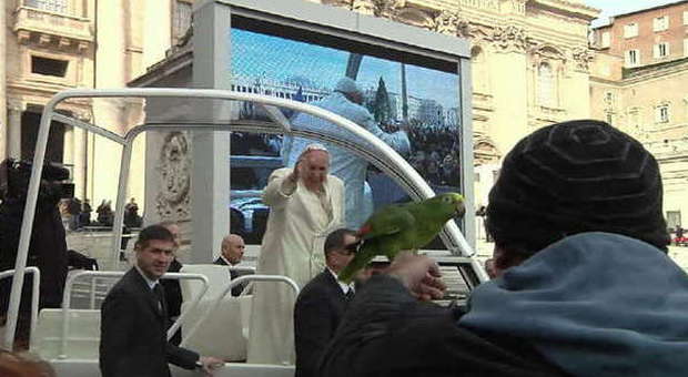 Il Papa e il pappagallo in piazza San Pietro