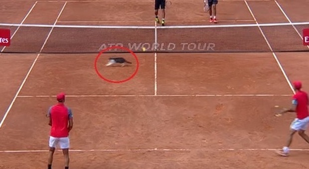 Tennis a Roma, gatto irrompe in campo durante gli Internazionali
