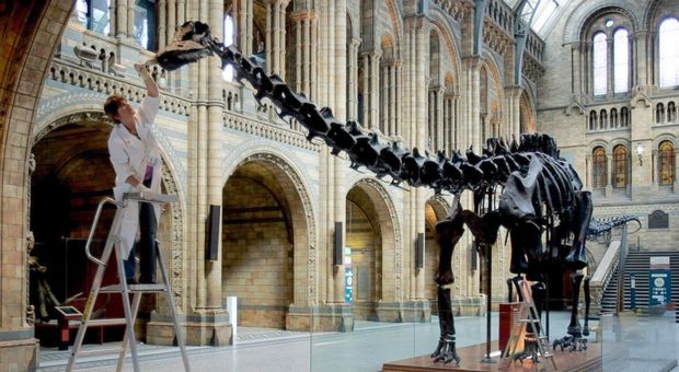 Londra, il dinosauro Dippy lascia il Museo di Storia naturale per andare in tournée