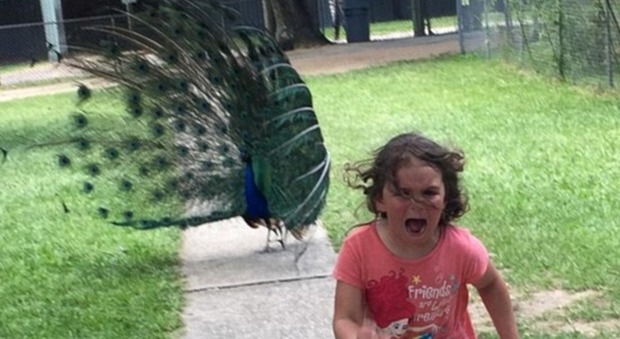 La foto della bimba terrorizzata inseguita dal pavone conquista il web e diventa un meme esilarante