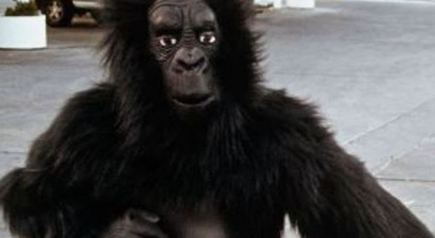 Il veterinario lo scambia per un gorilla vero, sedato un impiegato dello zoo di Tenerife travestito da scimmia