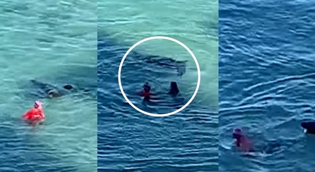 Mamma foca attacca una donna che stava nuotando vicino ai cuccioli