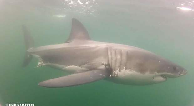 Lo squalo bianco è uno degli squali delle acque australiane (foto Remo Sabatini)