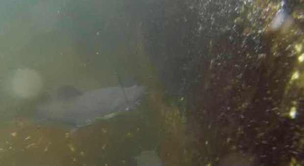 A Tarquinia strage di pesci rossi: nelle fontane trovati 9 pesci gatto