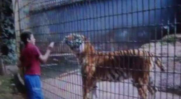 Dramma allo zoo, vuole accarezzare la tigre e infila il braccio nella rete: l'animale glielo strappa