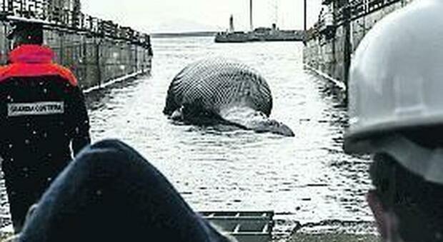 La balena di Sorrento a Napoli: oggi l'autopsia, la penisola reclama lo scheletro per esporlo al porto