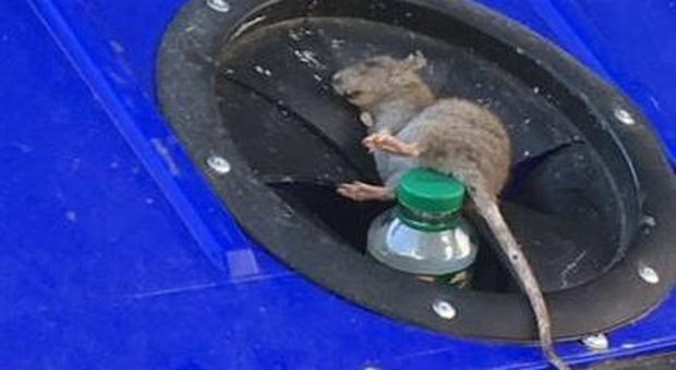 Monteverde, invasione di topi morti a viale dei Quattro Venti
