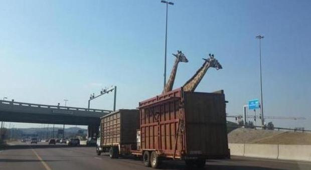 Tir trasporta giraffe, ma il ponte è troppo basso: una muore battendo la testa