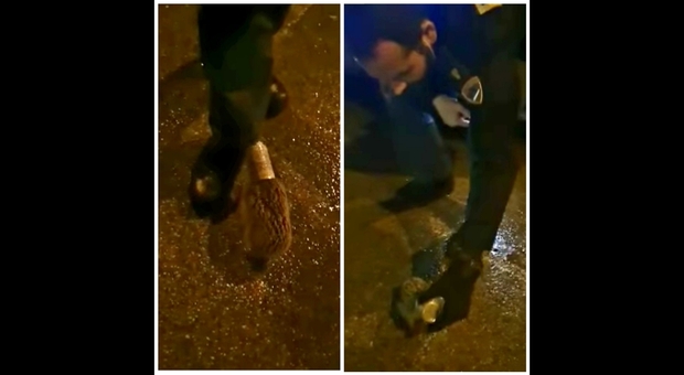 Il riccio con la testa incastrata nella lattina liberato dai poliziotti. (Immagini e video pubbl da Questura di Belluno su Fb)