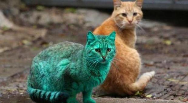 Il "mistero" del gatto dal pelo verde. "Nessuna violenza, solo un incidente"