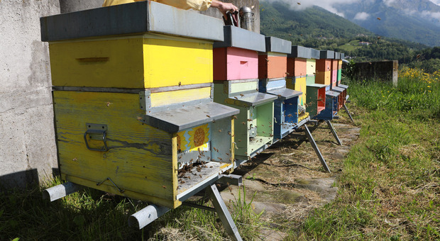 Alveari, a causa del meteo gran parte della produzione di miele ad alto rischio
