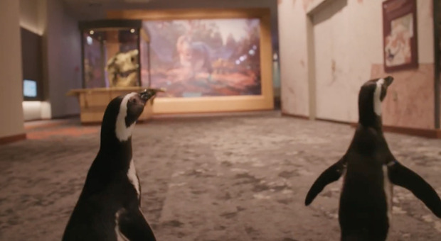 Una coppia di pinguini turisti in un museo chiuso per la pandemia - VIDEO