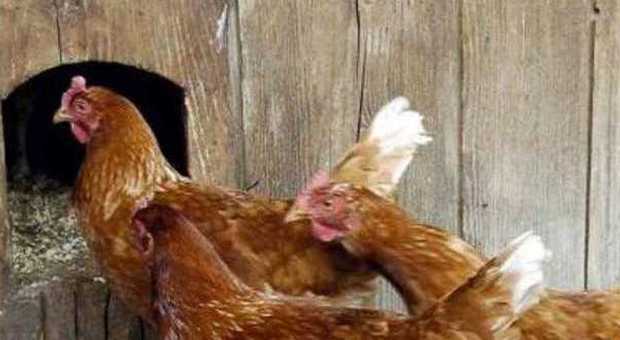 La gallina violentata dall'anziano adottata da una famiglia sul Montello