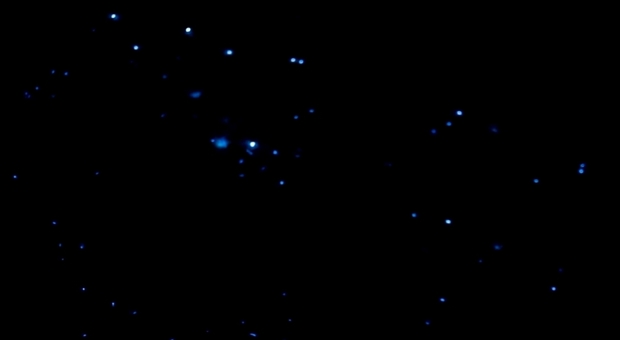 Vedete quei punti blu? Sono i calamari lucciola di Toyama bay in Giappone