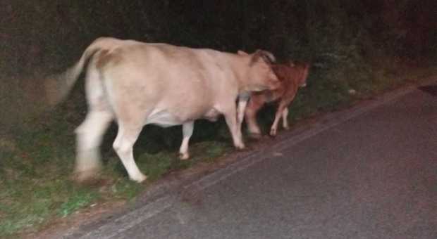 Due mucche a passeggio su una strada del Sublacense