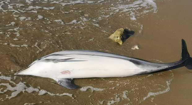 Morto il cucciolo di delfino avvistato a riva a Fondi, forse morbillo: scatta l'allerta