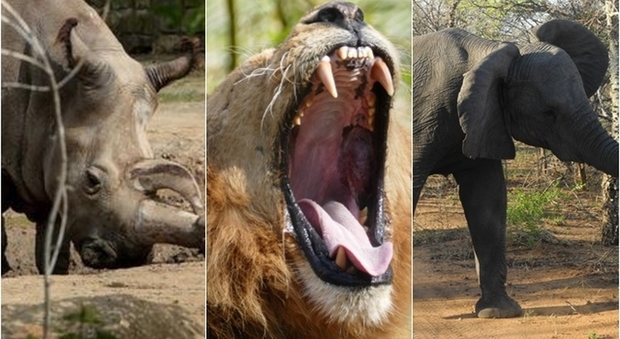 Bracconiere caccia un rinoceronte, viene travolto da un elefante e divorato dai leoni