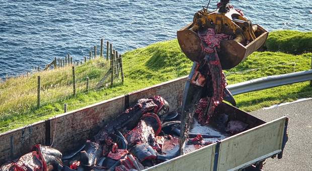 Le carcasse di balena uccise alle Isole Faroe, gettate via come fossero spazzatura. (immagini pubblicate da Sea Shepherd)