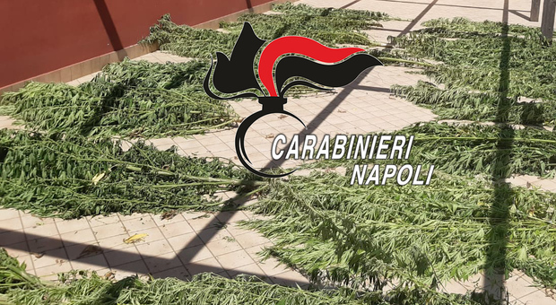 Marijuana tra i frutteti, arrestato a Varcaturo 79enne dal pollice verde