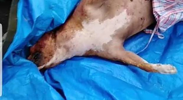 Carcassa di cane in mezzo ai rifiuti, gettato e nascosto in un telo a Napoli