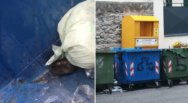 Torre del Greco: tana di topi nei cassonetti dei rifiuti. L'ira dei residenti: "Che schifo"