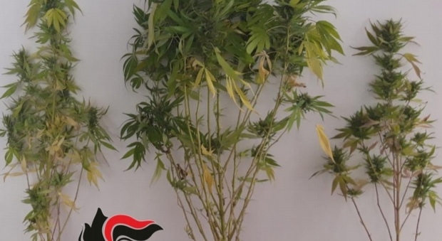 Coltivazione di marijuana a Ceccano, piante sequestrate: una denuncia